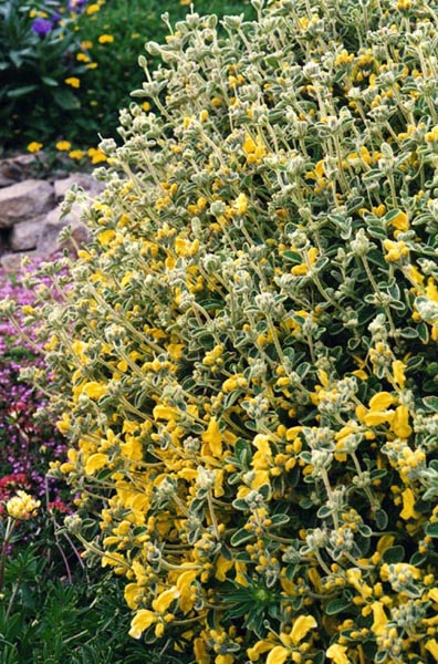Phlomis lanata photo